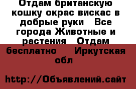 Отдам британскую кошку окрас вискас в добрые руки - Все города Животные и растения » Отдам бесплатно   . Иркутская обл.